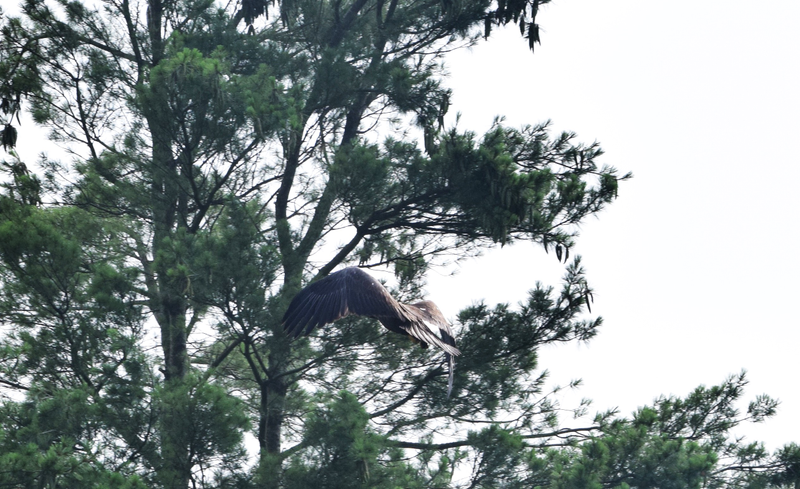Illustration for article titled Juvenille Bald Eagles